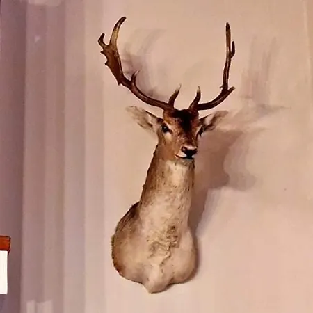 Villa пауновата къща